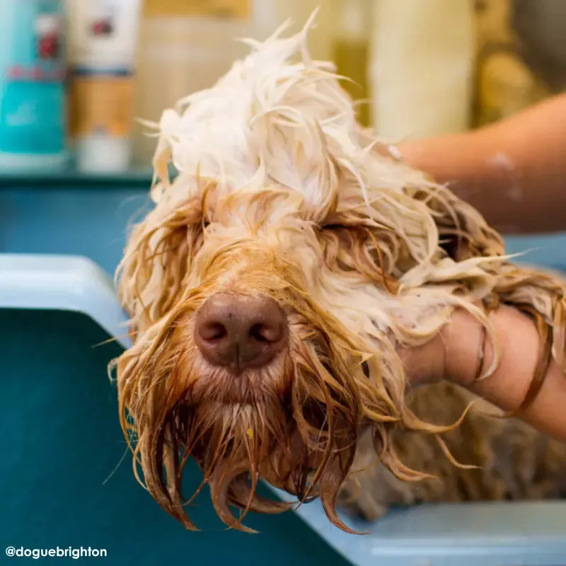 DOGUE Gentle Coconut Dog Grooming Range
