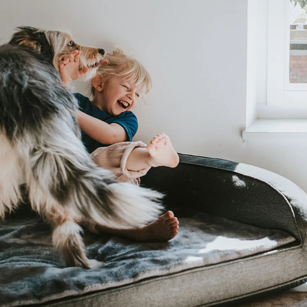 Hunter Livingston Orthopedic Sofa for Dogs (Grey)