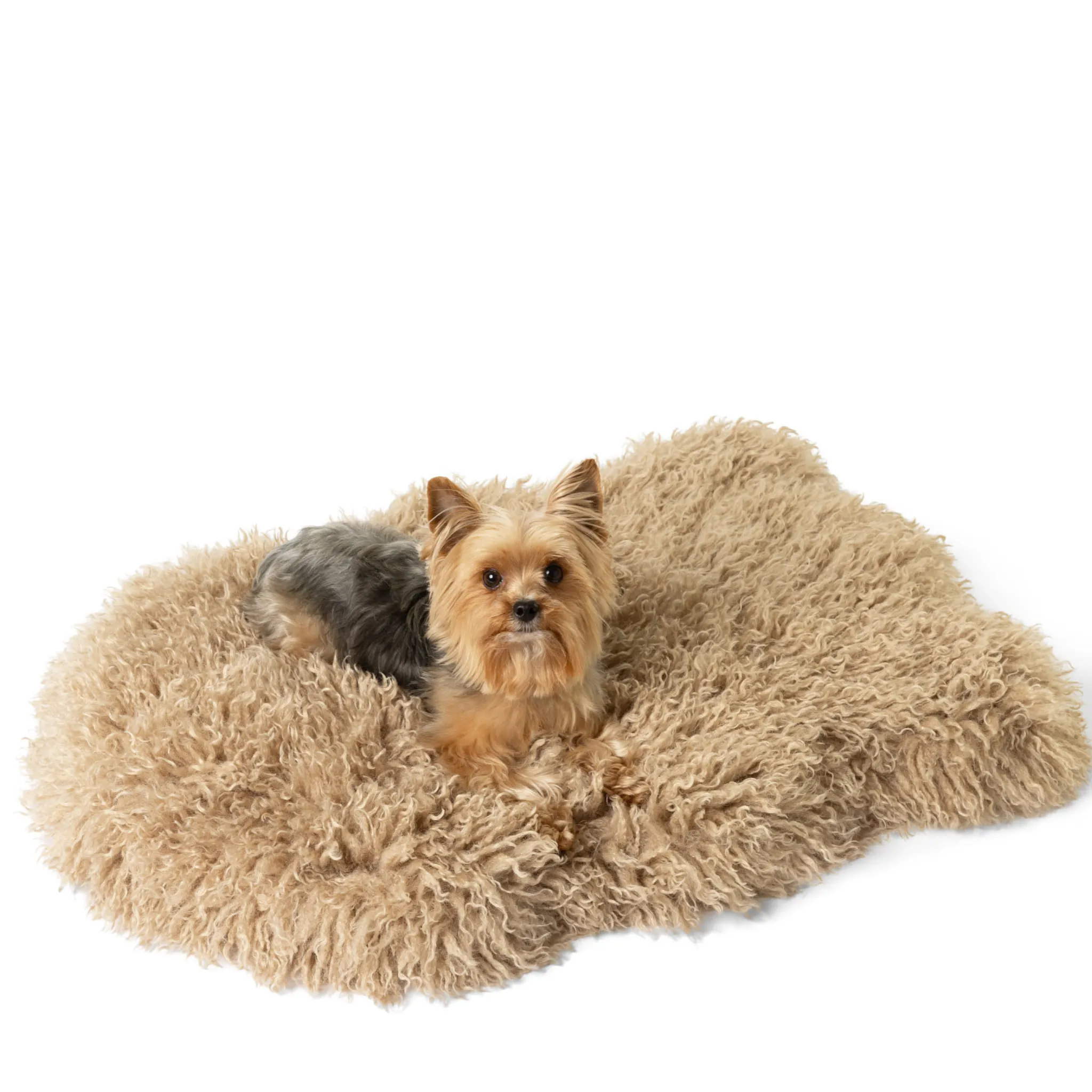 PupRug™ Luxe Orthopedic Bed   Matching Bed Runner Bundle - Plush Sheep Tan